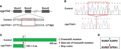 Characterization of the Interrenal Gland and Sexual Traits Development in cyp17a2-Deficient Zebrafish